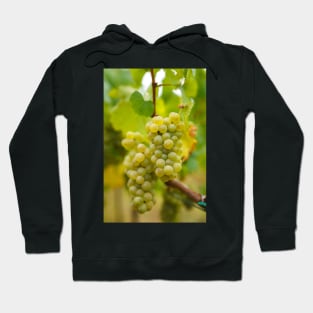 Ripening grapes on the vine Hoodie